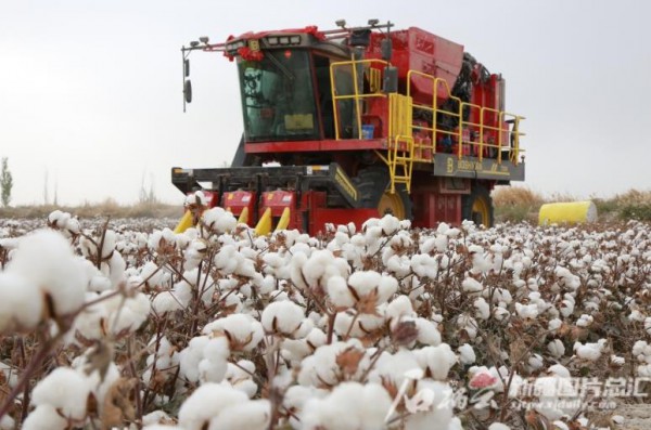 新疆棉花突破性新品种通过国审