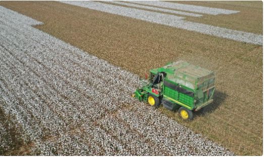 美国棉花大涨近40%,新疆棉将迎来机遇?