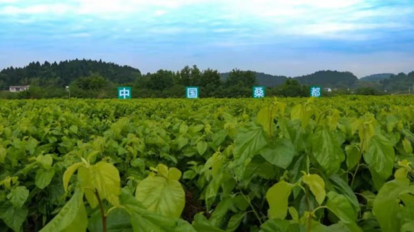 四川省乐至县被授予“中国桑都”称号