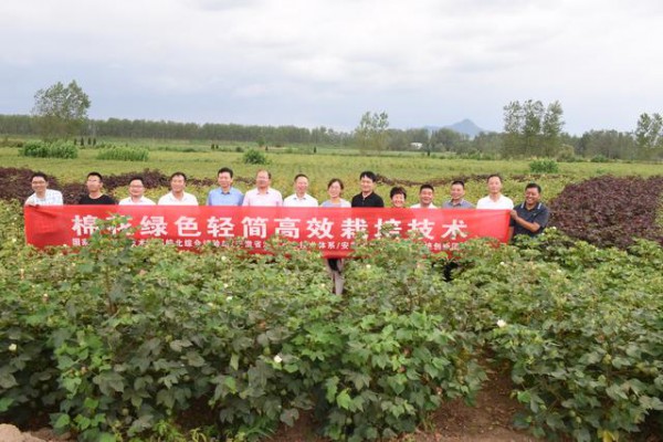推动棉花轻简化栽培 安徽召开观摩暨产业发展研讨会
