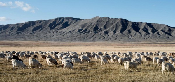 奢侈男装品牌杰尼亚承诺在 2024 年  Oasi Cashmere 系列所有纤维将实现可追溯性