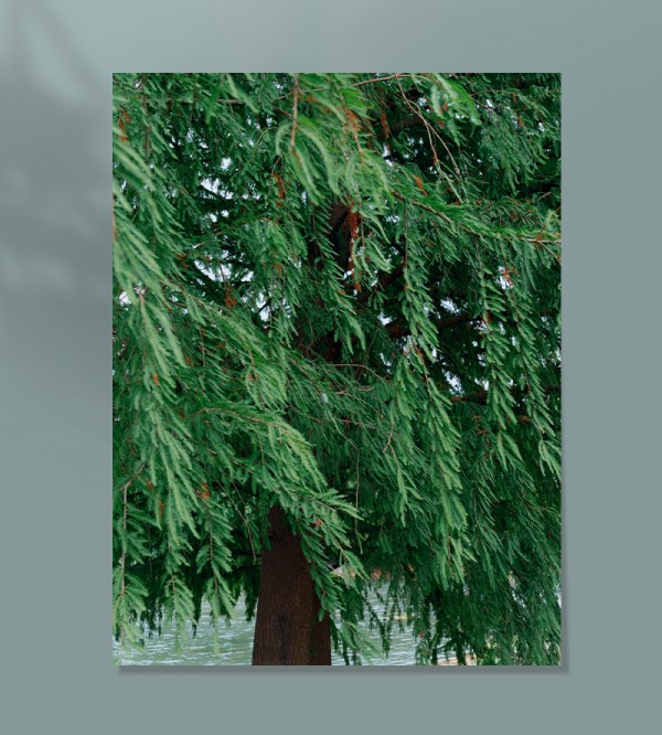 DIAMOND DAZZLE 2022秋季系列