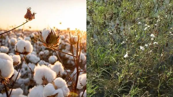 气候变化正在加剧时尚的供应链问题