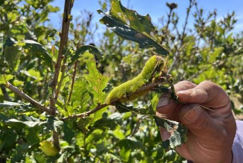 内蒙古最大柞蚕生产基地5000余户蚕农迎来收获季