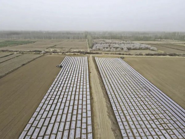 阿克苏地区740万亩棉花陆续开播